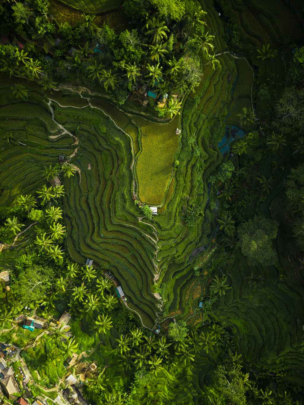 rice terraces on bali